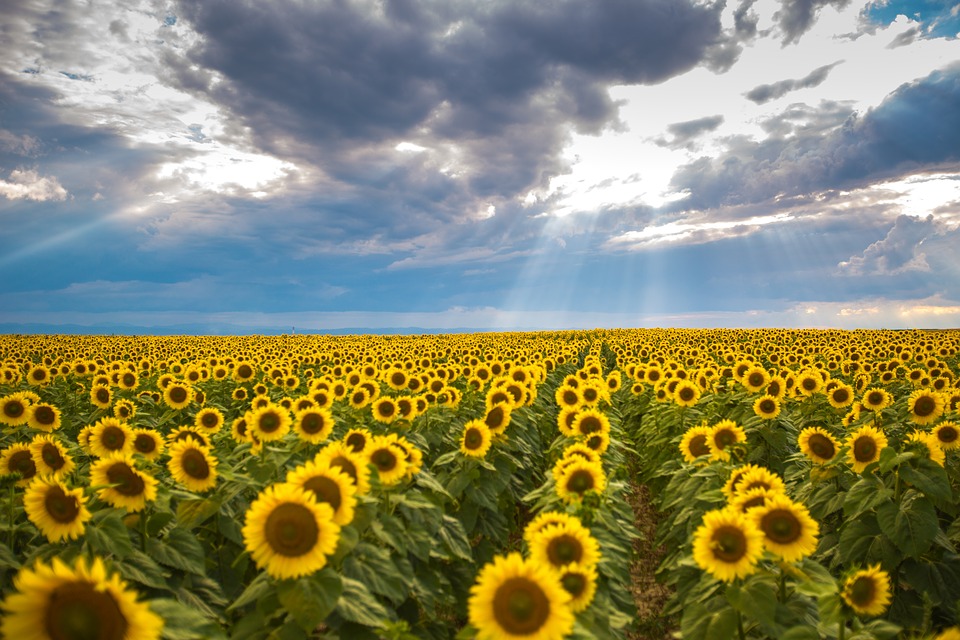 summer in Ukraine